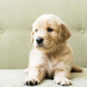 Meet your Posher, Cara